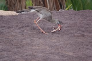 GC-Plalmitos Park 2019-112.JPG